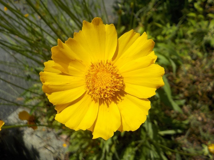 オオキンケイギクの花の拡大写真