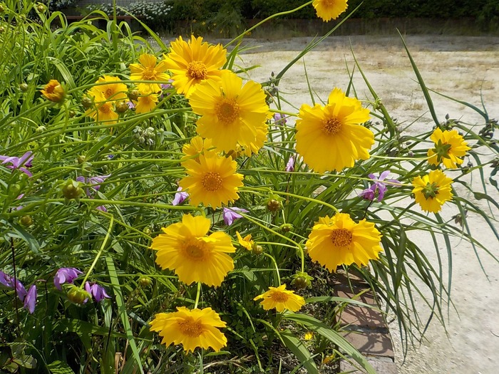 オオキンケイギクの花の写真