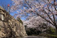 写真：亀居城跡（亀居公園）