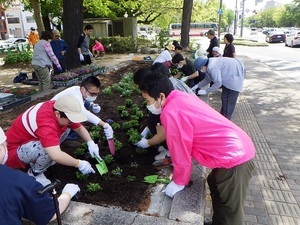 写真：作業所わくわく　花の植替え作業の様子1