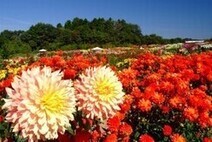 世羅高原農場
