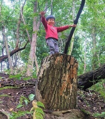 プレーパークの様子