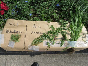 写真：対象の雑草を例示