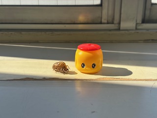 セミの抜け殻と糊の写真