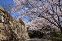 写真：亀居城跡