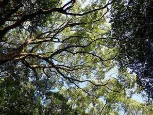 比治山公園の自然