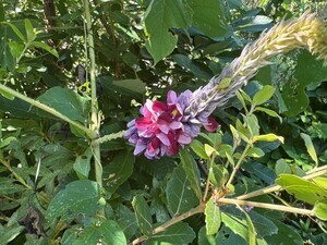 写真:葛の花
