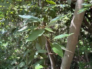 写真:シロダモ