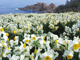 唐音水仙公園（益田市）