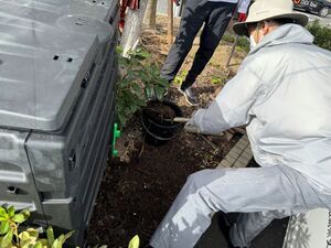 写真:コンポスト取り出し作業