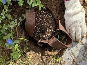 写真:不織布に入ったスズラン