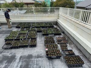 写真:ポット上げ後