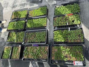 写真:ポット上げ前