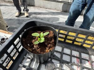 写真:ポットの様子