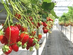 いちご狩り