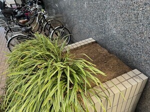 写真：ヤブランの移植