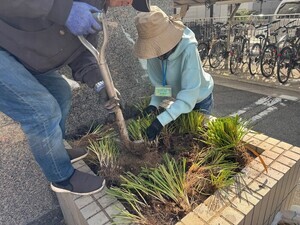 写真：ヤブラン植え替え中