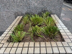 写真：ヤブラン植替え後