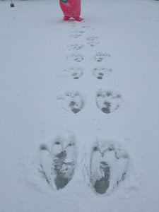 あみゴンの足跡