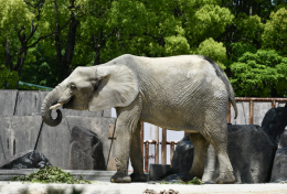 広島市安佐動物公園の再整備