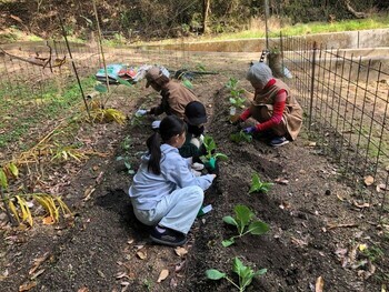 苗を植え付けている画像