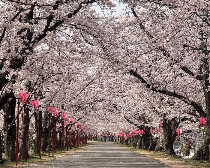 満開の桜