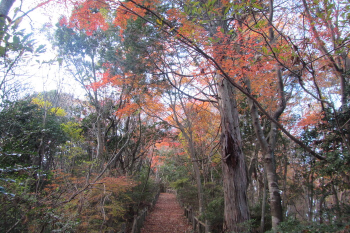 鉾取山憩の森遊歩道