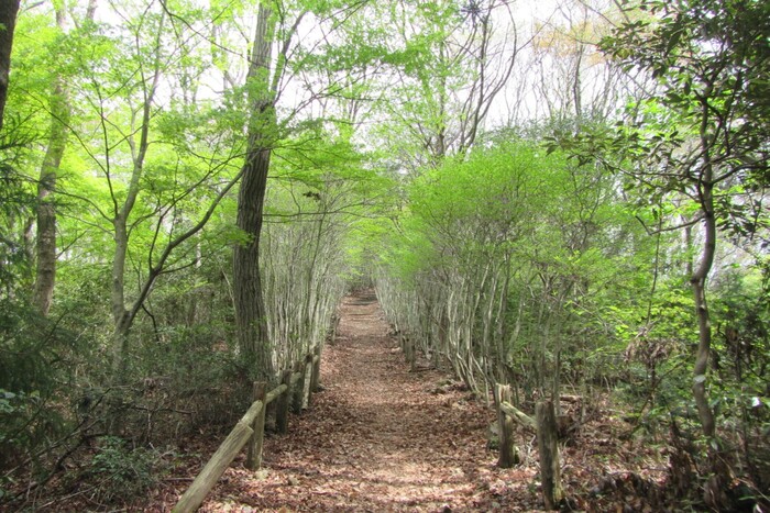 鉾取山憩の森遊歩道