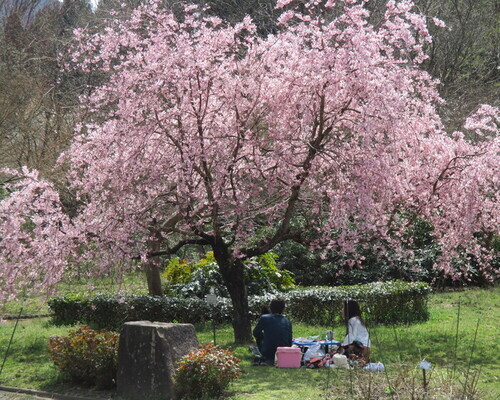 花みどり公園テキスト