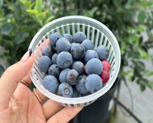 ブルーベリー狩り広島白木テキスト