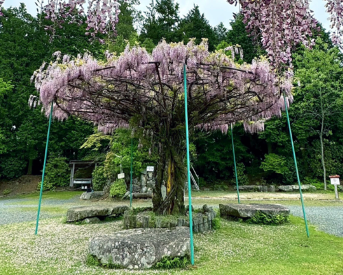神ノ倉山公園テキスト