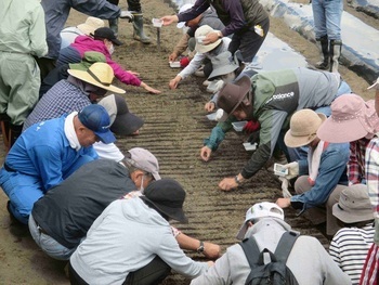 エダマメの種まき