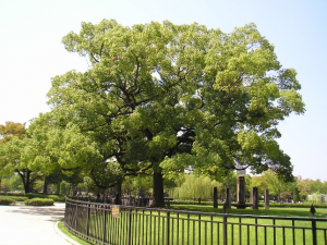 写真：市の木　クスノキ