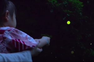 写真：ニノシマボタルの観察会