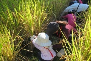 写真：里山実りの体験（里山あーと村）