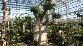 写真:オーストラリアバオバブ