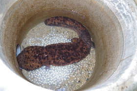 写真:オオサンショウウオ