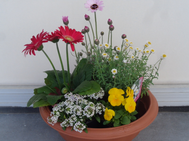 寄せ植えの写真