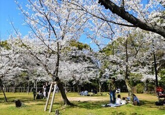 桜の様子