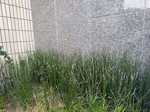 写真：砥草（とくさ）