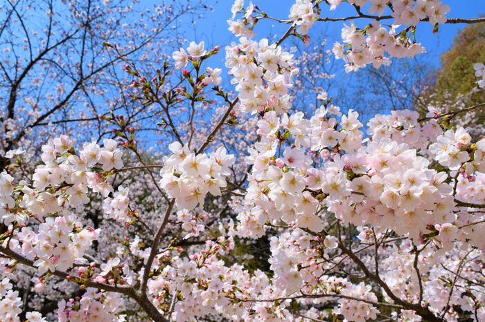 比治山公園の桜