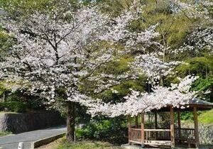 比治山公園の桜