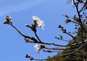 比治山公園の桜