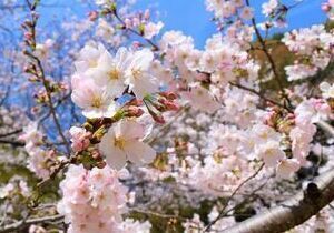 比治山公園の桜