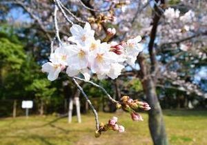 比治山公園の桜