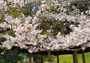 比治山公園の桜