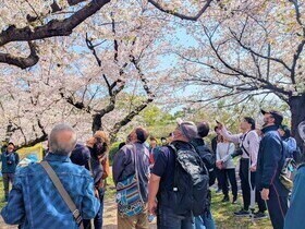 桜の観察会の様子