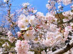 公園の桜