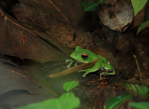 モリアオガエル