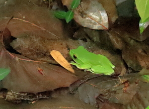 モリアオガエル